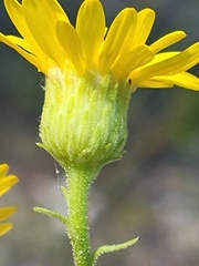 Chrysopsis scabrella