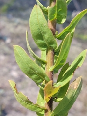 Chrysopsis scabrella