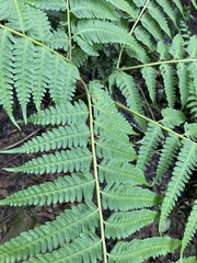 Pteris wallichiana