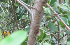 Todirostrum cinereum