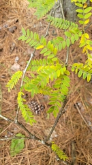 Gleditsia triacanthos
