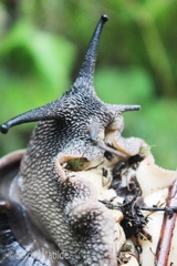 Archachatina bicarinata