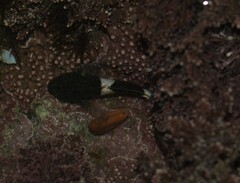 Clinocottus globiceps
