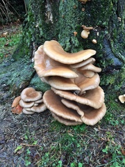 Pleurotus
