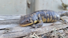 Ambystoma tigrinum