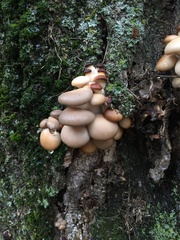 Pleurotus