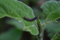 Omphalocera munroei