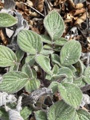 Phacelia secunda