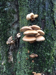 Pleurotus