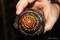 Archachatina bicarinata