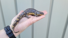 Ambystoma tigrinum