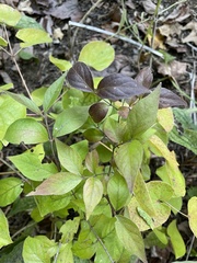 Lonicera maackii