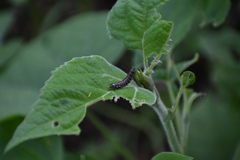 Omphalocera munroei