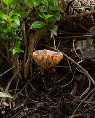 Lactarius hepaticus
