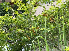 Duranta erecta