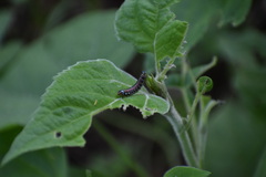 Omphalocera munroei
