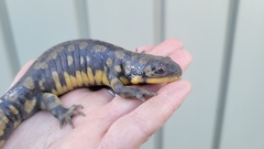 Ambystoma tigrinum