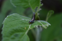 Omphalocera munroei