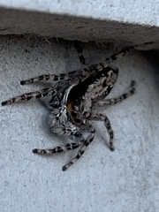 Menemerus bivittatus