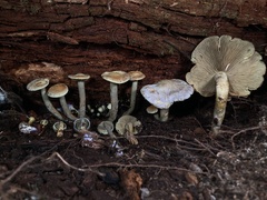 Gymnopilus punctifolius