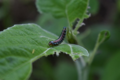 Omphalocera munroei