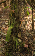 Lactarius hepaticus