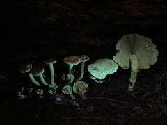 Gymnopilus punctifolius