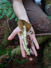 Gymnopilus punctifolius