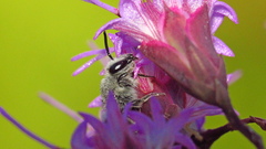 Colletes longifacies