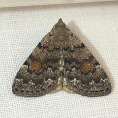 Idia concisa