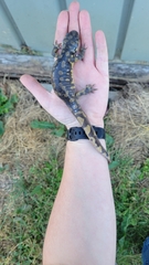 Ambystoma tigrinum