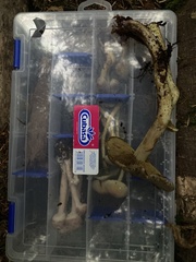 Gymnopilus punctifolius