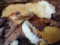 Basidiomycota
