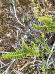 Adesmia boronioides