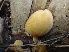 Basidiomycota