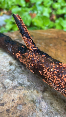 Nectria cinnabarina