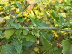 Solanum physalifolium nitidibaccatum