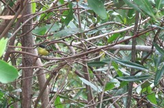 Todirostrum cinereum