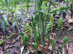 Zingiber officinale