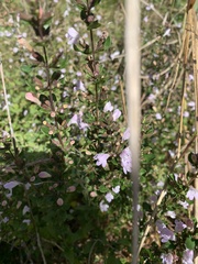 Clinopodium carolinianum
