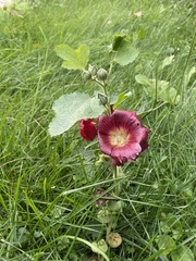 Alcea rosea