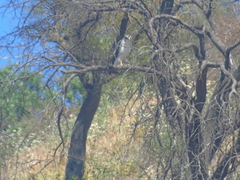 Geranoaetus polyosoma polyosoma