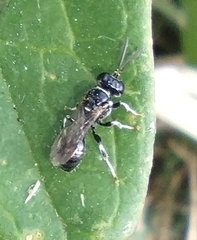 Clitemnestra bipunctata