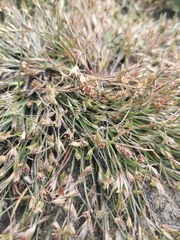 Juncus bufonius
