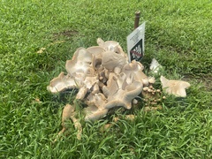 Macrocybe spectabilis