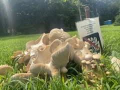 Macrocybe spectabilis