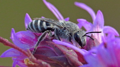 Colletes longifacies