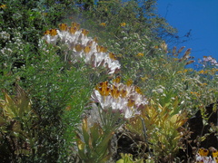 Alstroemeria pulchra