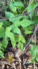 Vitis aestivalis