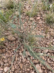 Linum lewisii